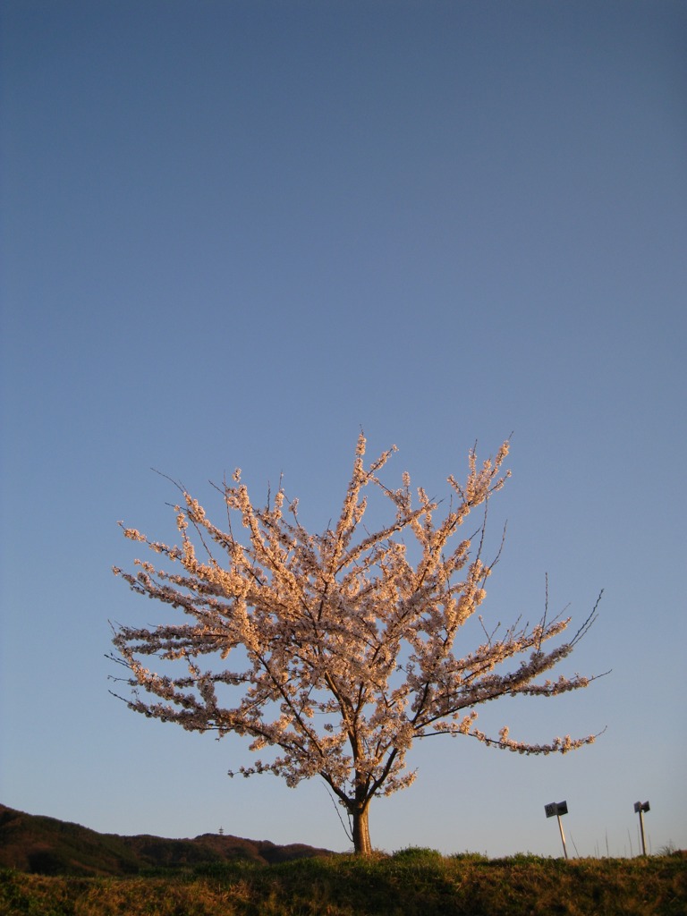 若桜。