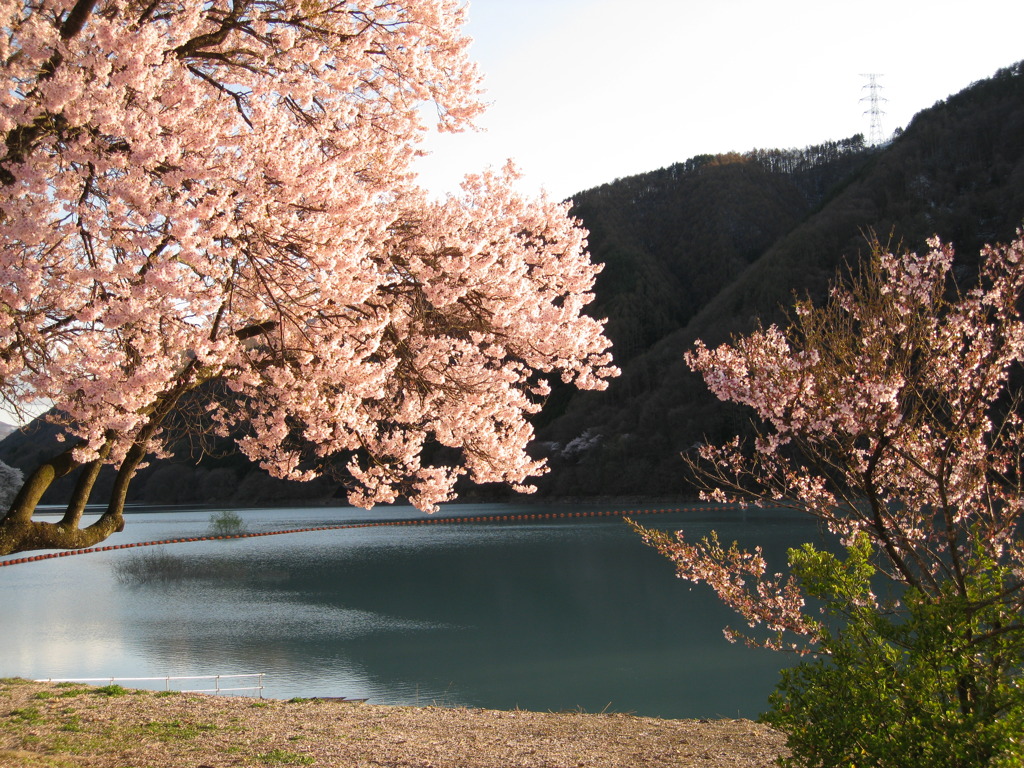 ダムと桜。