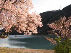 ダムと桜。