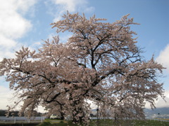 青い空と桜。