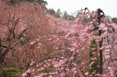 IMG_3280kouzenji