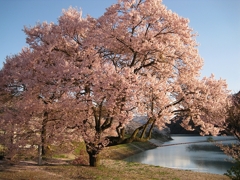 夕陽に照らされ色付く桜。