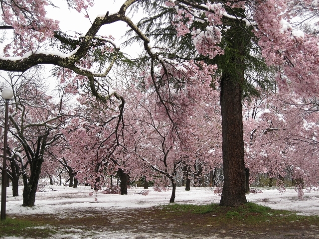 雪桜。