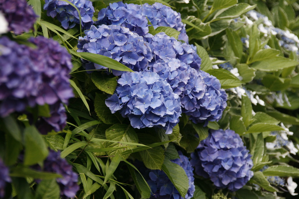 紫陽花満開♪