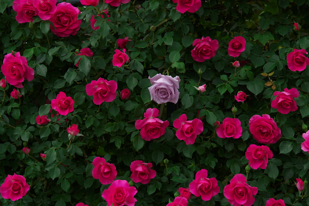 あしかがフラワーパークのバラ園