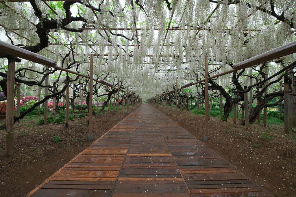 あしかがフラワーパーク
