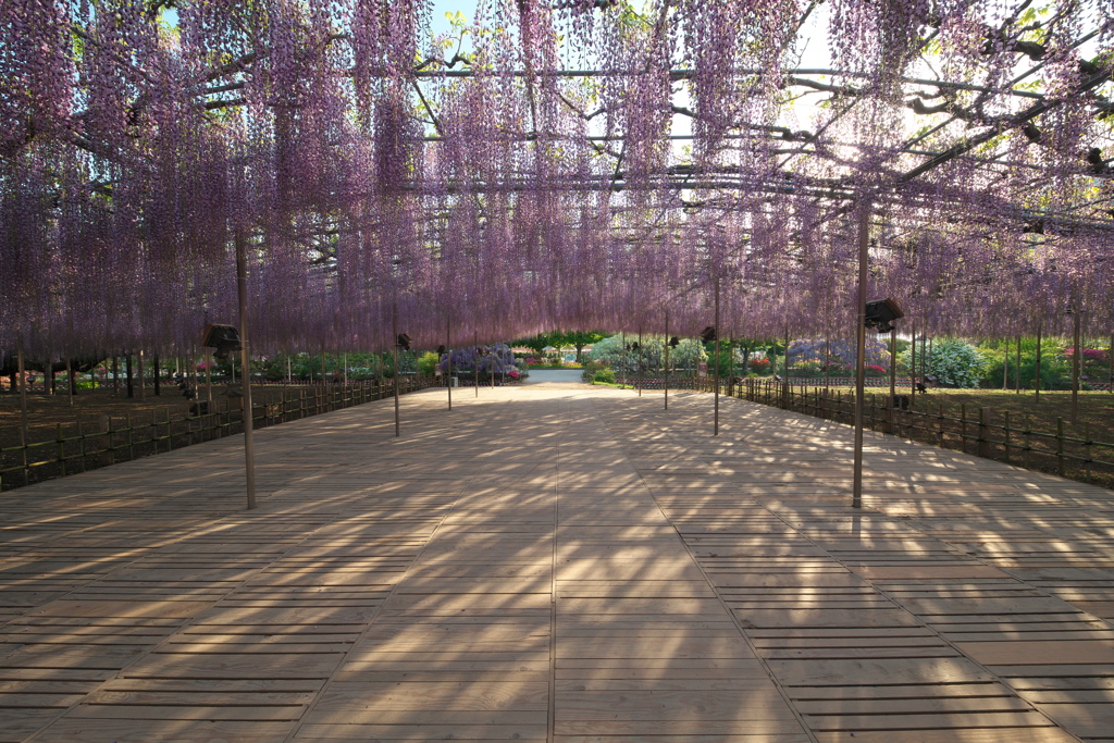 あしかがフラワーパーク