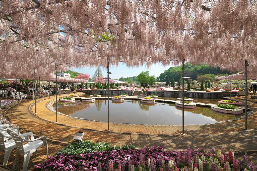 あしかがフラワーパーク