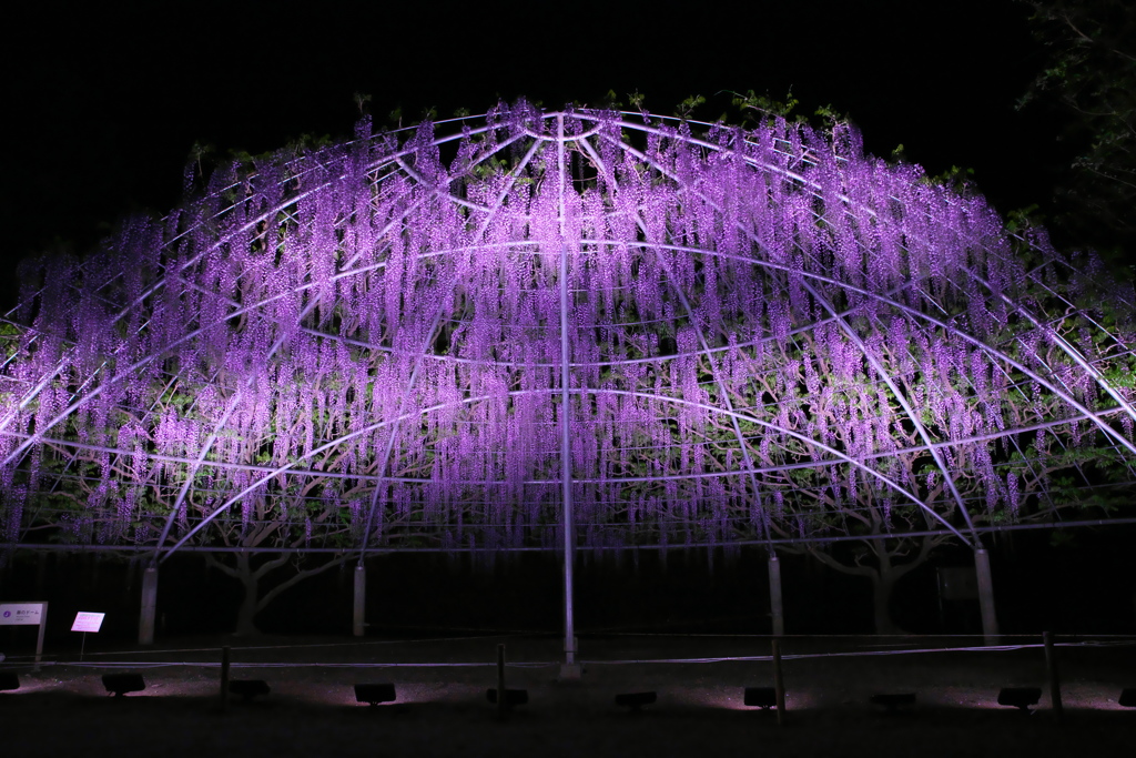 あしかがフラワーパーク