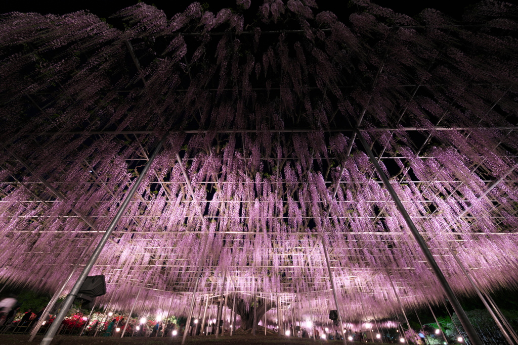 あしかがフラワーパーク