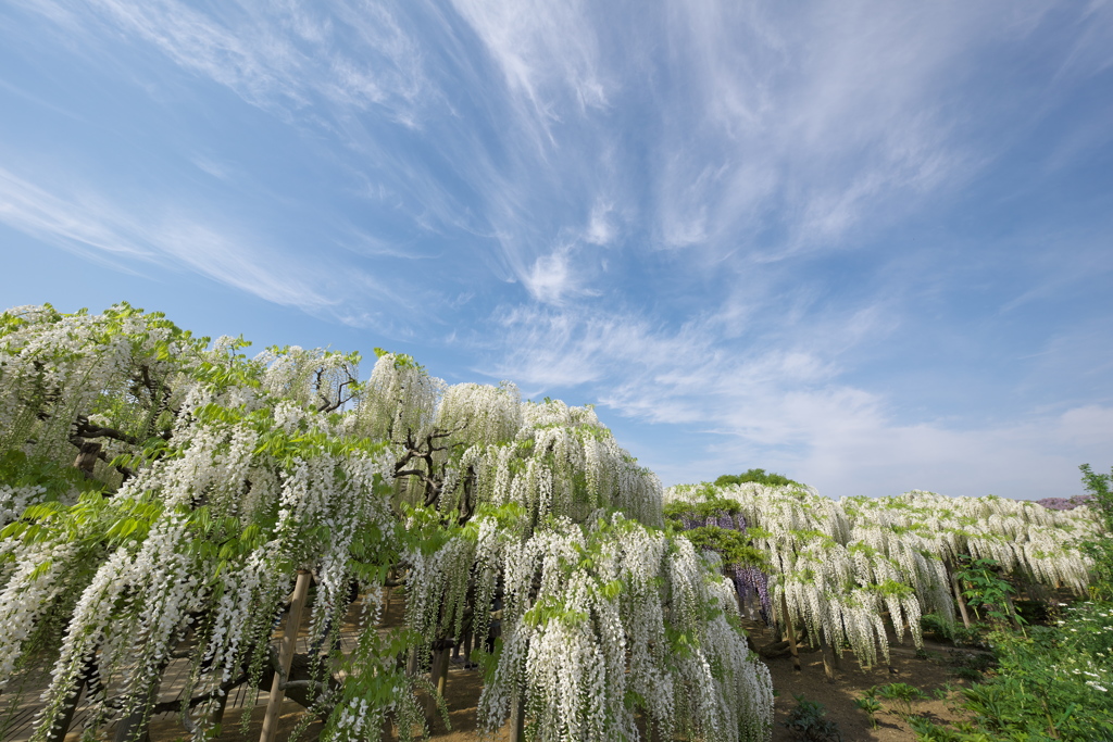 藤の楽園あしかがフラワーパーク
