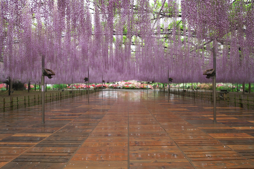 あしかがフラワーパーク