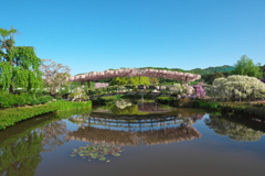 朝一番のあしかがフラワーパーク