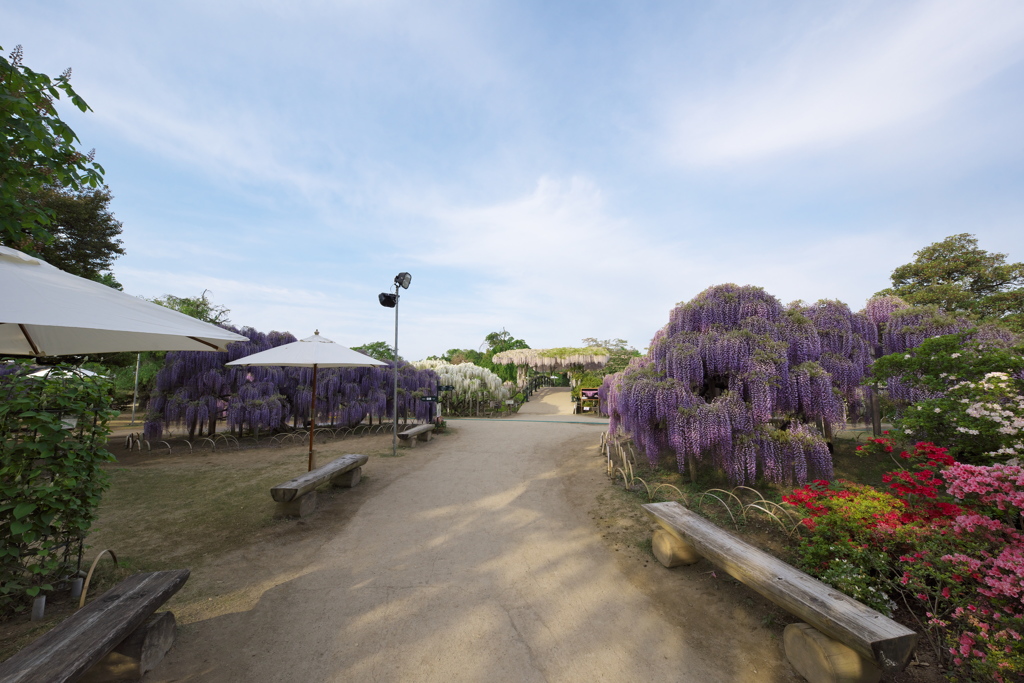 朝一番のあしかがフラワーパーク