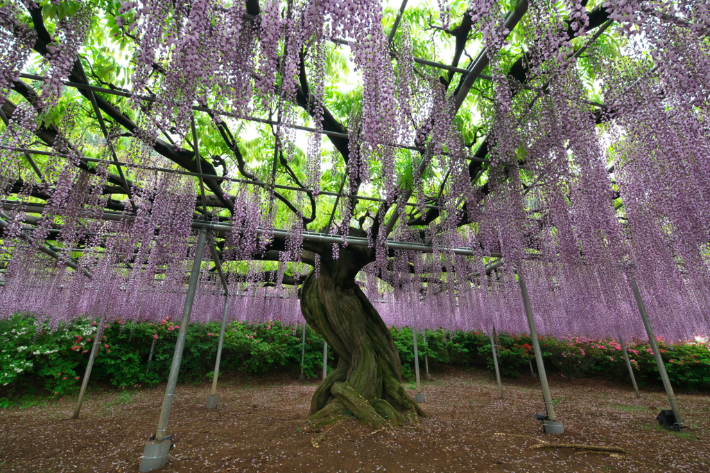 あしかがフラワーパーク
