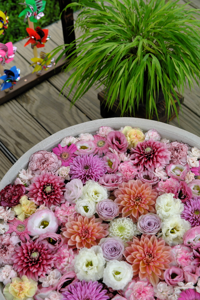 あしかがフラワーパーク