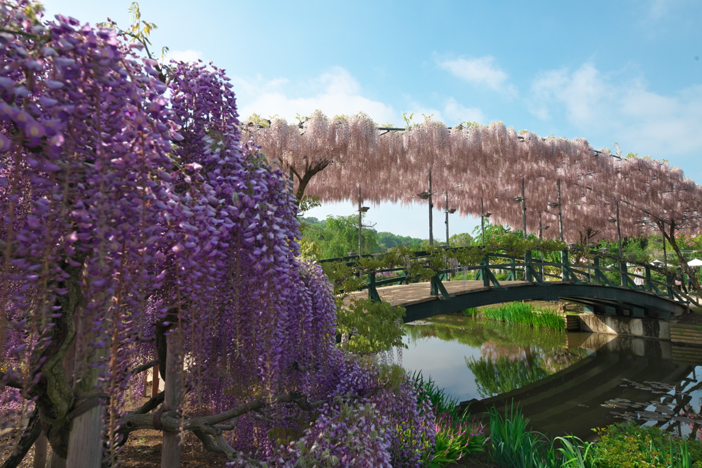 あしかがフラワーパーク