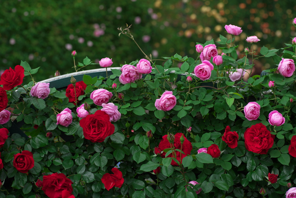 あしかがフラワーパークのバラ園