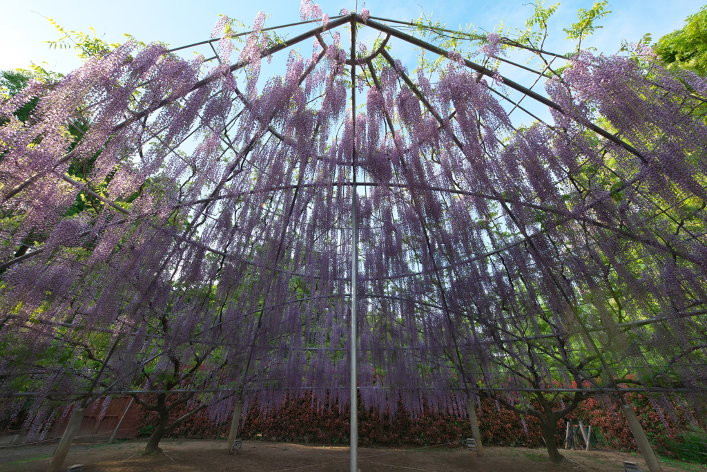 朝一番のあしかがフラワーパーク