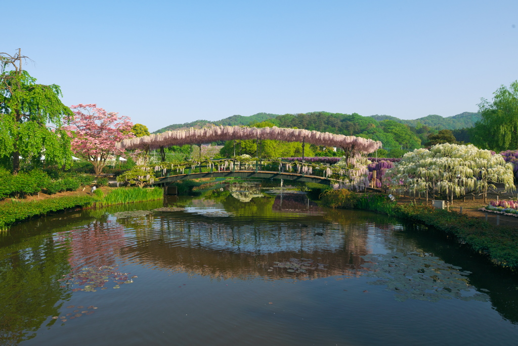 あしかがフラワーパーク