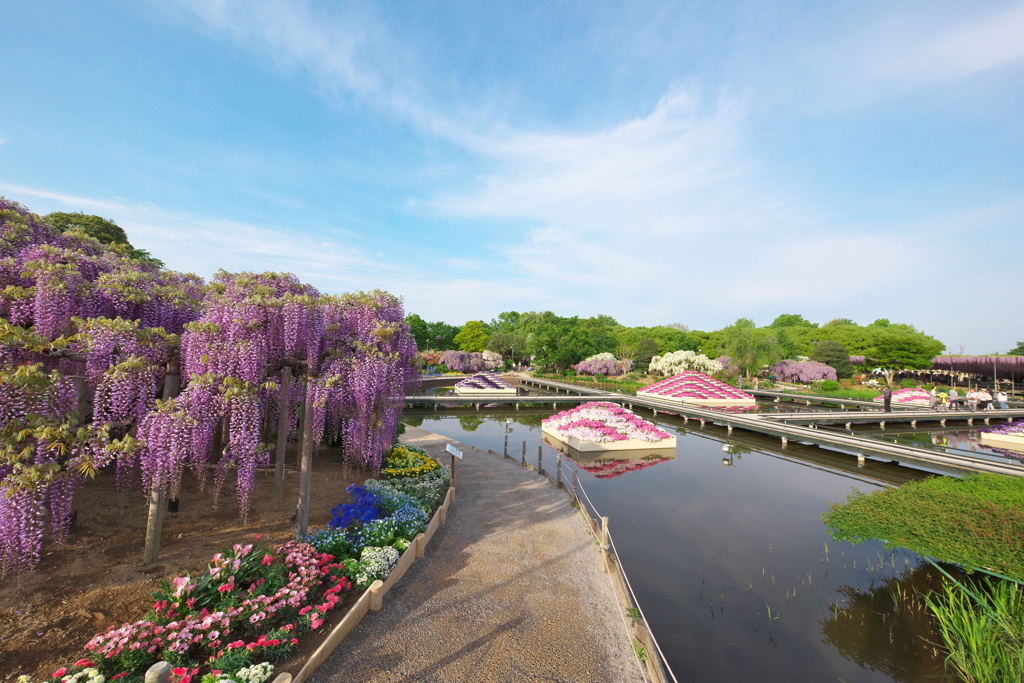 藤の楽園あしかがフラワーパーク