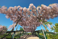 朝一番のあしかがフラワーパーク