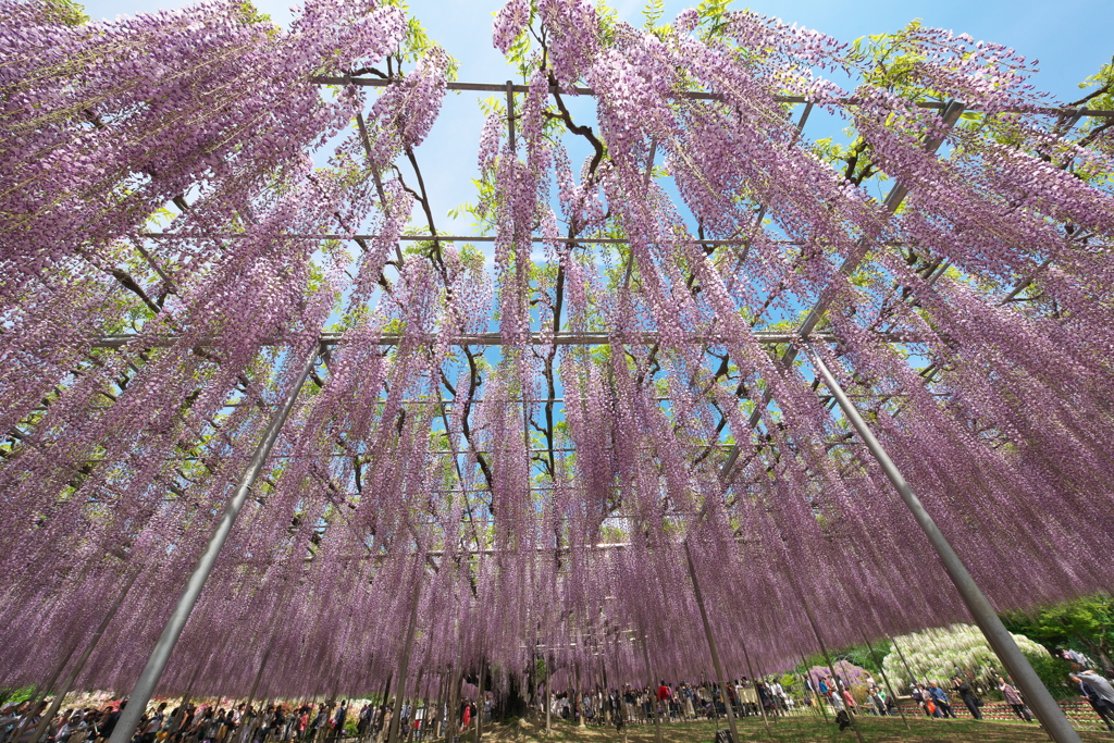 藤の楽園あしかがフラワーパーク
