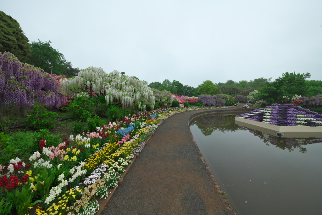 あしかがフラワーパーク