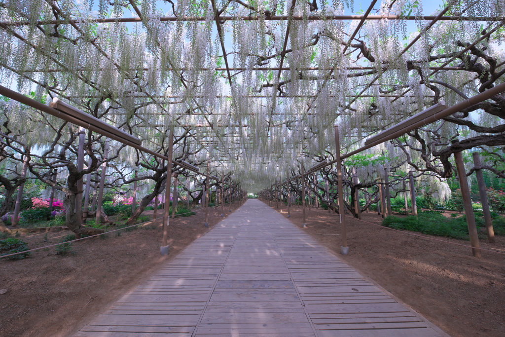 朝一番のあしかがフラワーパーク