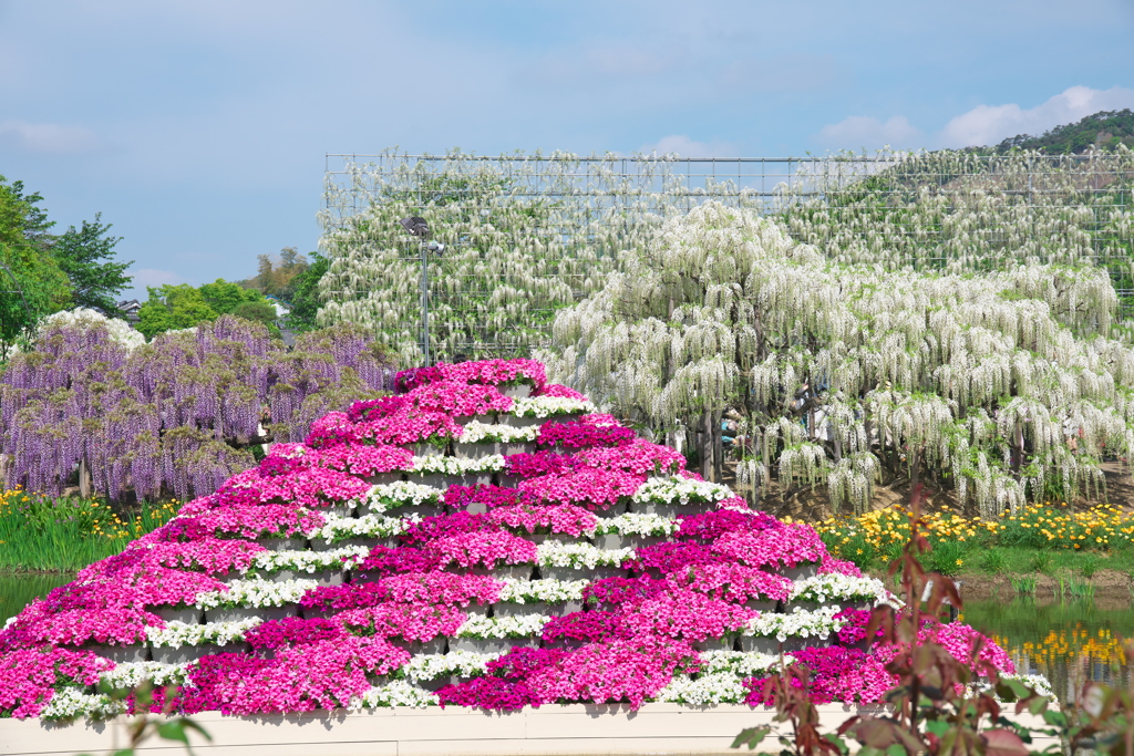 藤の楽園あしかがフラワーパーク