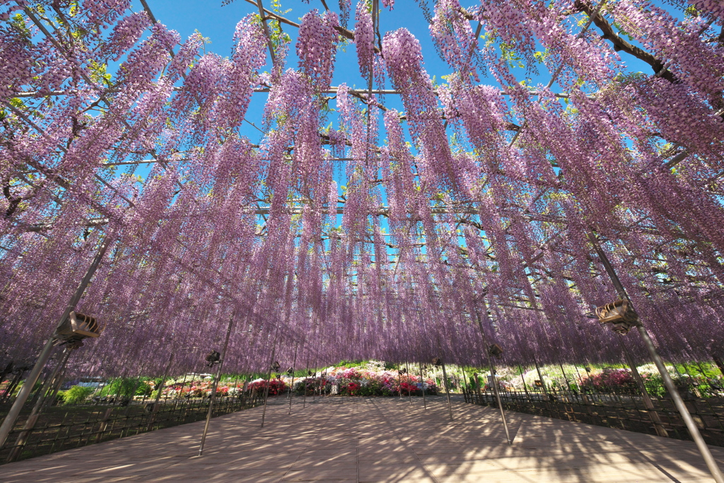 朝一番のあしかがフラワーパーク