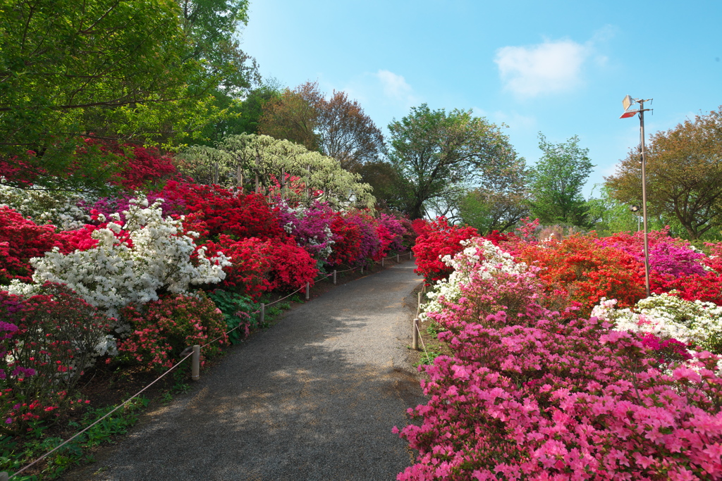 あしかがフラワーパーク