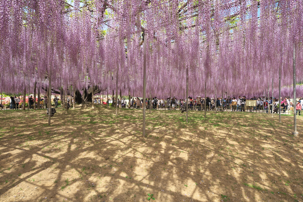 藤の楽園あしかがフラワーパーク