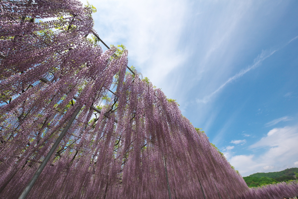 藤の楽園あしかがフラワーパーク
