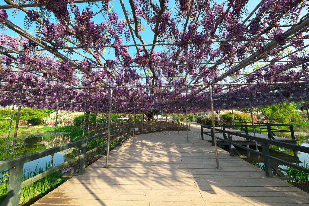 あしかがフラワーパーク