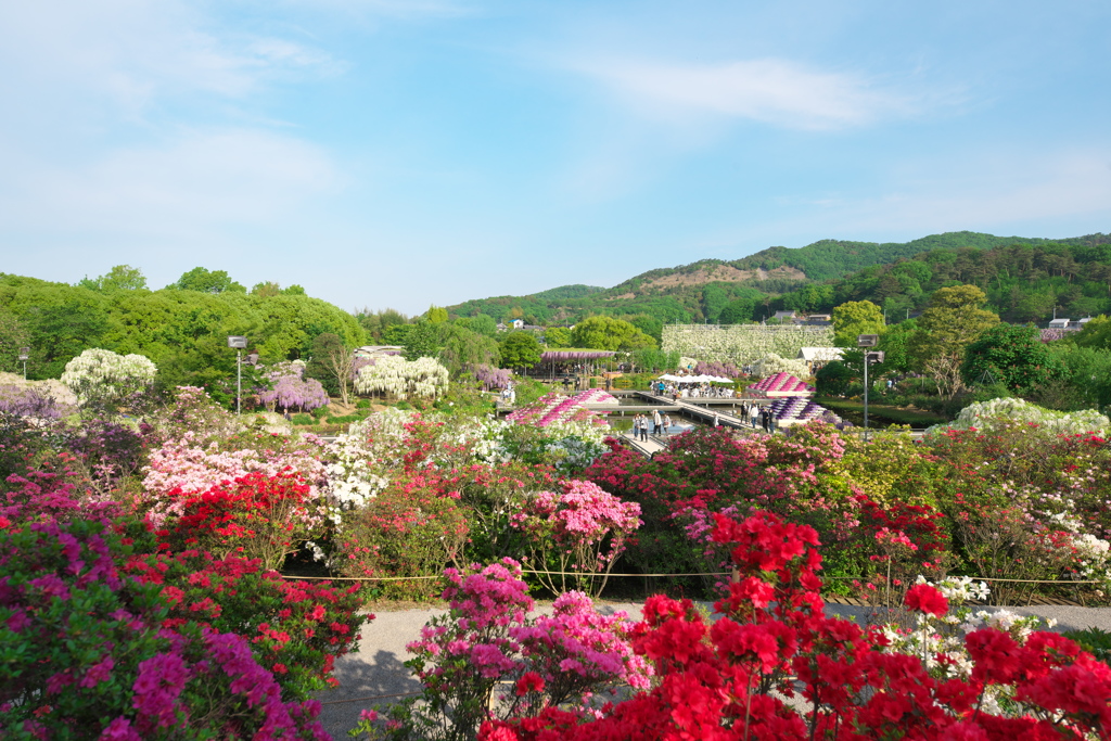藤の楽園あしかがフラワーパーク