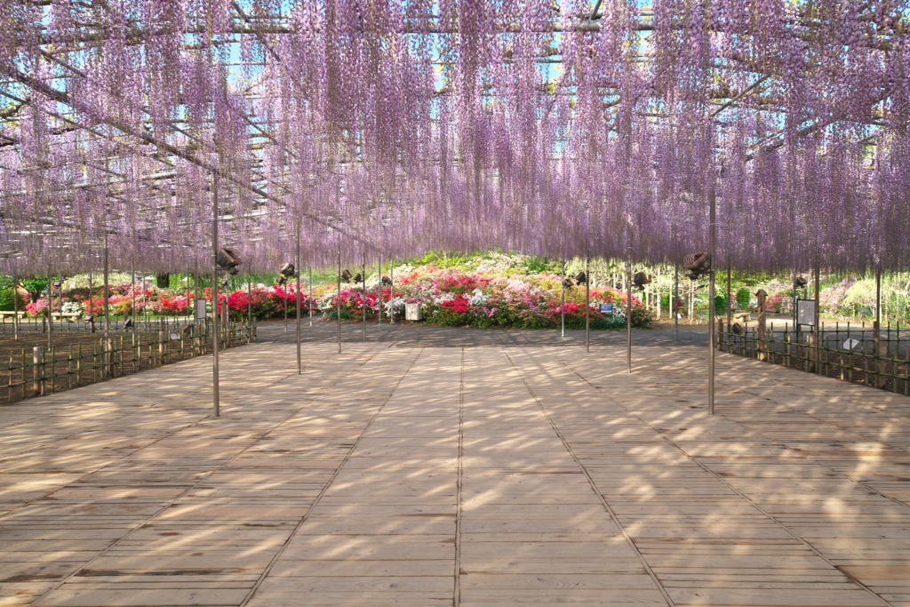 あしかがフラワーパーク