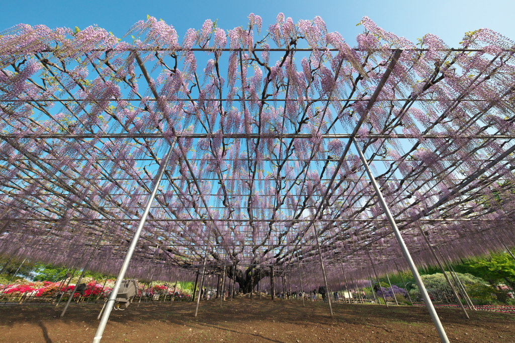 あしかがフラワーパーク