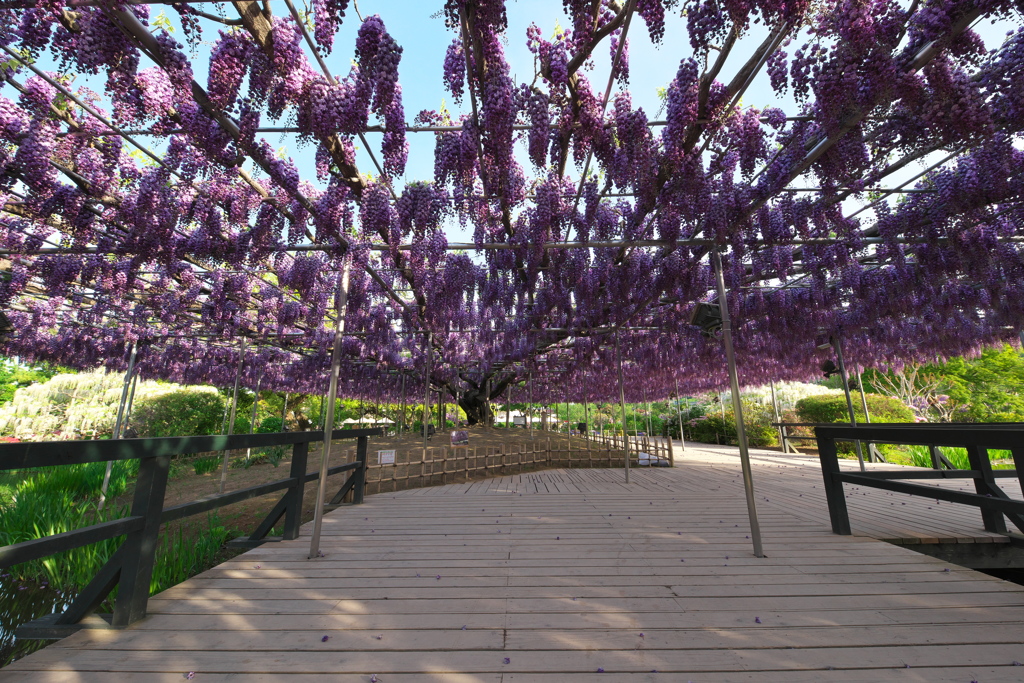 朝一番のあしかがフラワーパーク