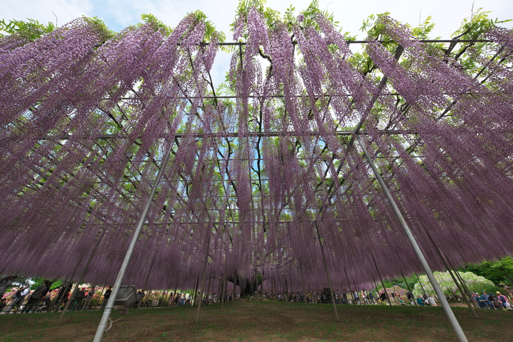 あしかがフラワーパークの大藤
