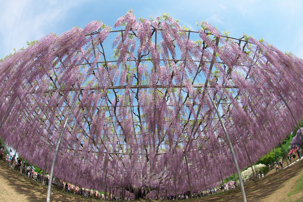 あしかがフラワーパークの大藤