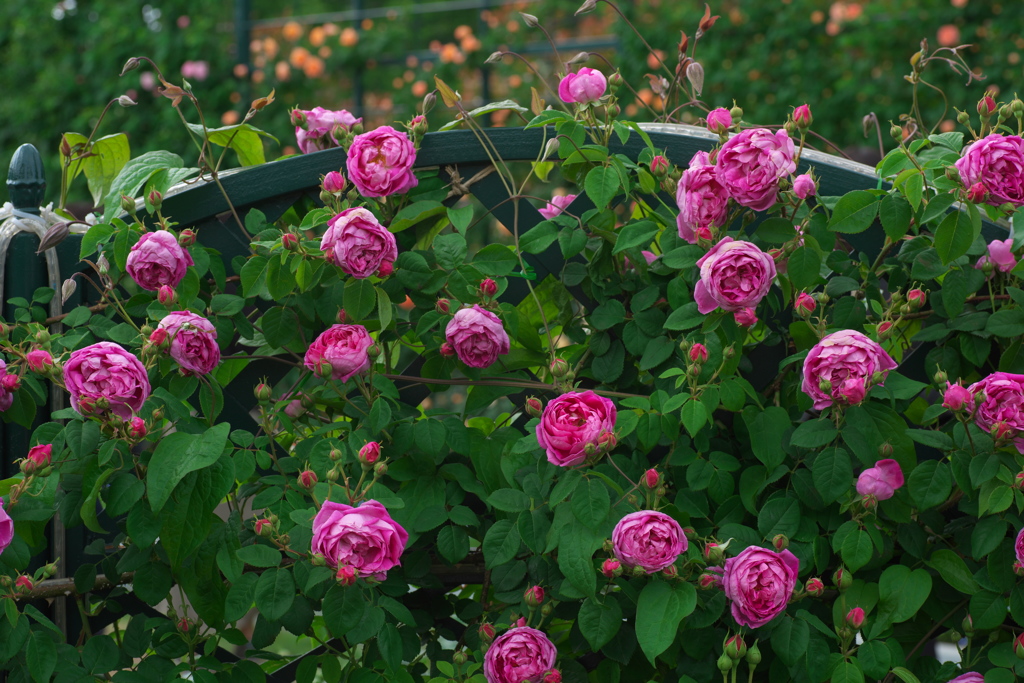 あしかがフラワーパークのバラ園