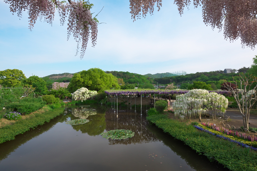 藤の楽園あしかがフラワーパーク