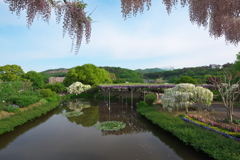 藤の楽園あしかがフラワーパーク
