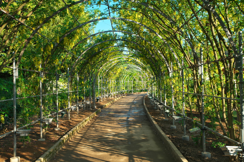 あしかがフラワーパーク