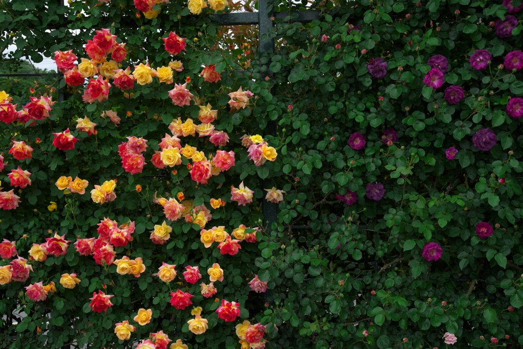 あしかがフラワーパークのバラ園