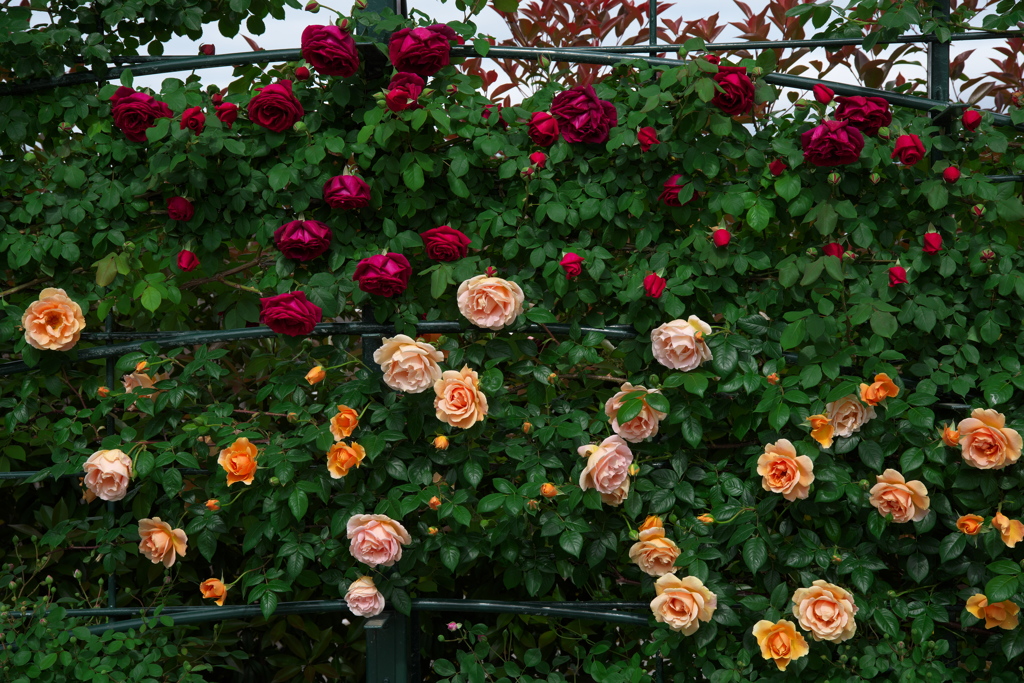 あしかがフラワーパークのバラ園