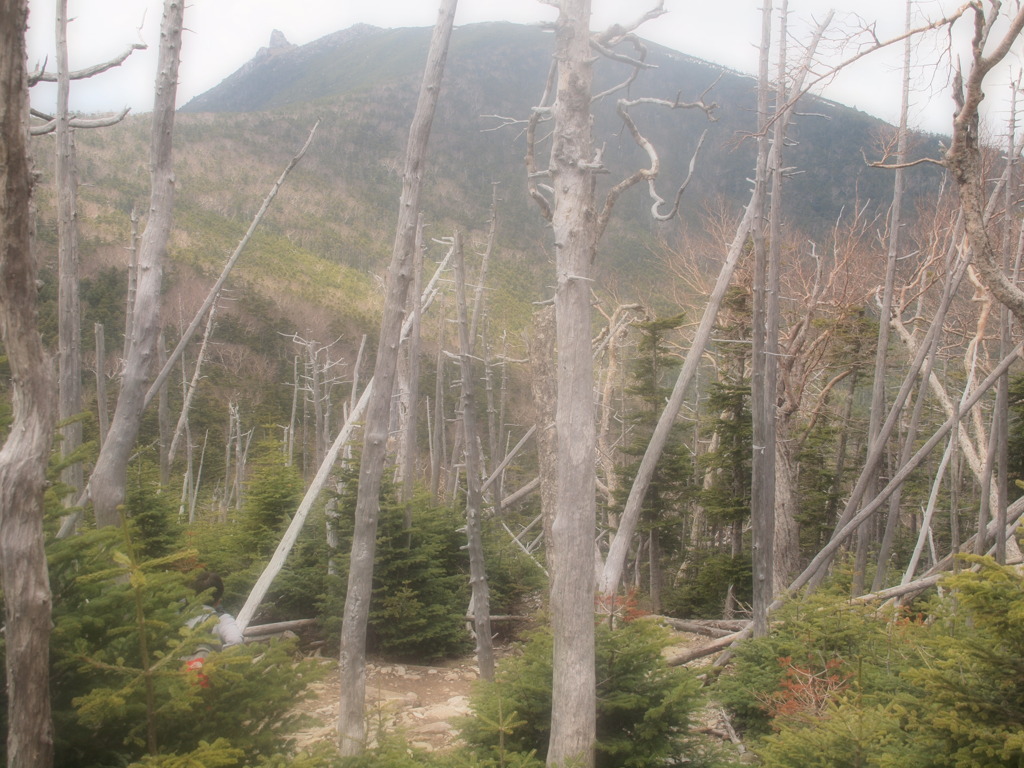 幻想の枯れ木立・・