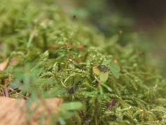 苔むす森のざわめき