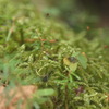 苔むす森のざわめき